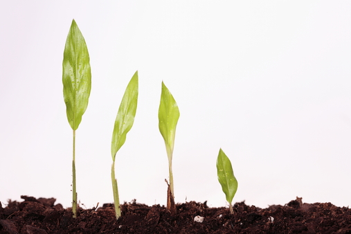 Growing-plant