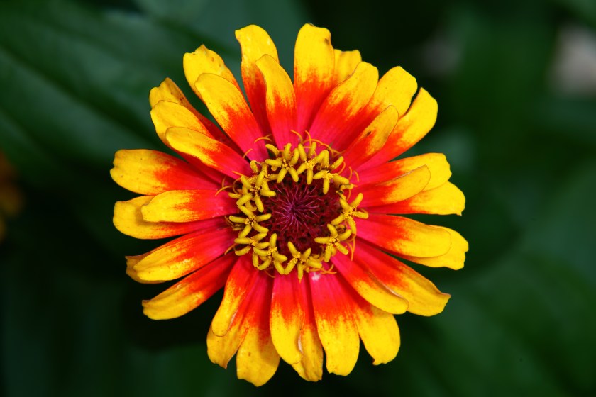 Hippie-flower_-_Virginia_-_ForestWander