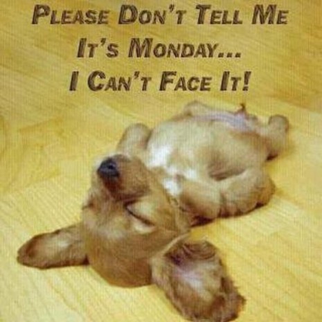 monday-465x465