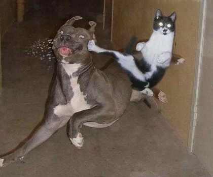 image found on yahooimages