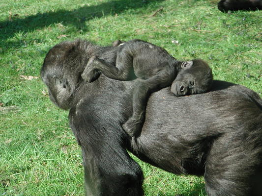 *image found at www.commons.wikimedia.org