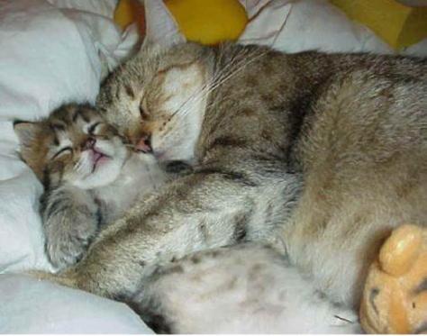 *image found at www.all-creatures.org