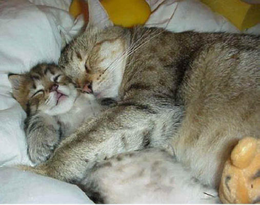 *image found at www.all-creatures.org