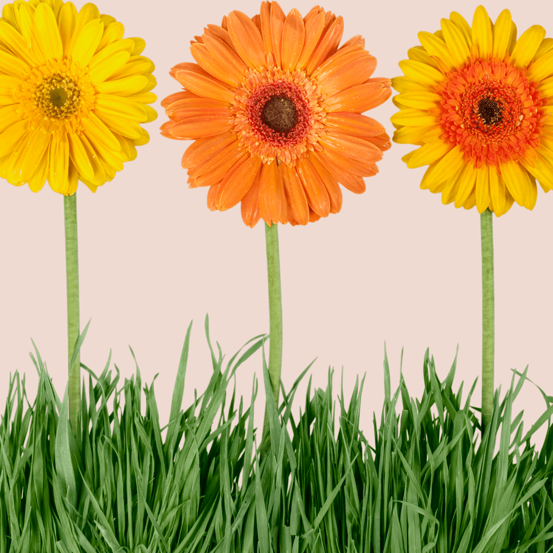 Grow in Grace